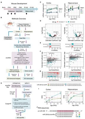 MicroRNA 3′ ends shorten during adolescent brain maturation